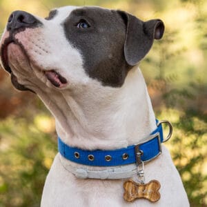 Κατοικίδια